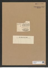 Hemiaulus polymorphus var. glacialis Grun. (de-Toni-Nr.: Genus 117, Species 3392) Zeichnungen Sammlung Grunow Nr. 6812 (NHMW-BOT-W0375657)